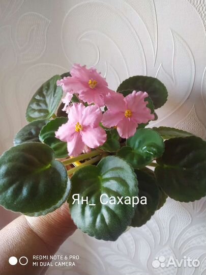 Детки сортовых фиалок