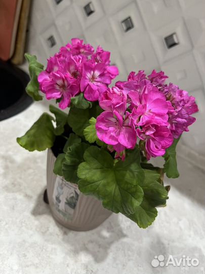 Герань пеларгония