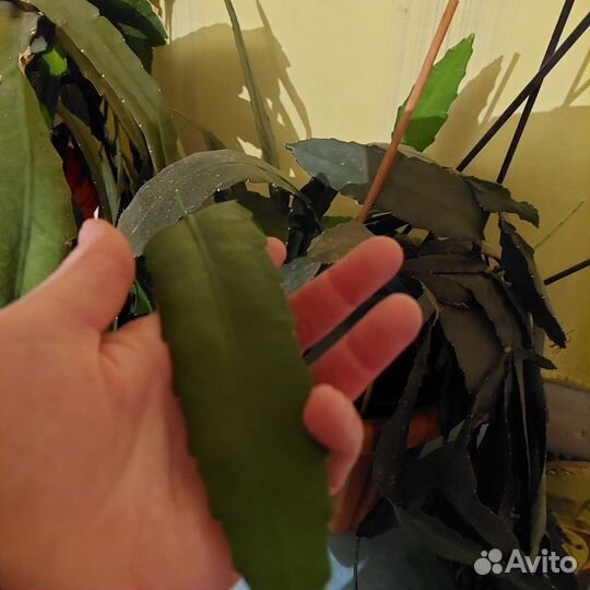 Эпифиллум