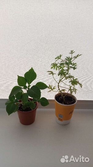 Герань, бальзамин