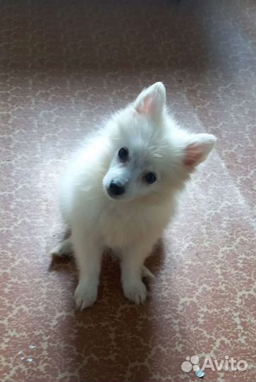 Беленькая девочка, 5 мес