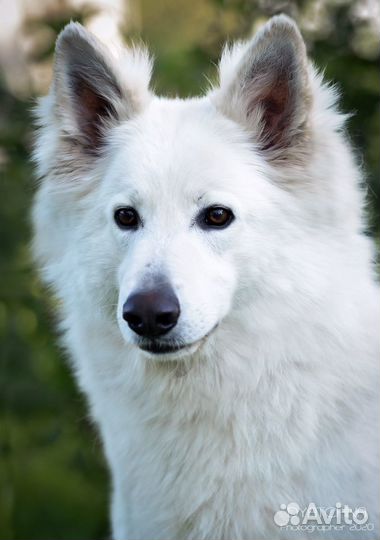 Кобель бшо для вязки