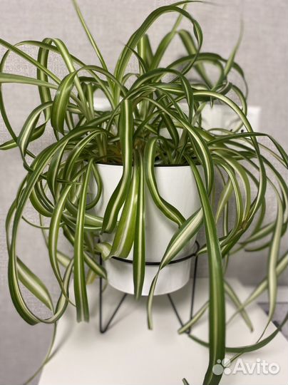 Хлорофитум кудрявый бонни в горшке