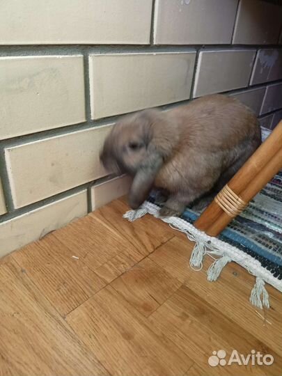 Карликовые крольчата барашки