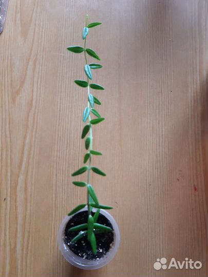 Хойи, мюленбекия