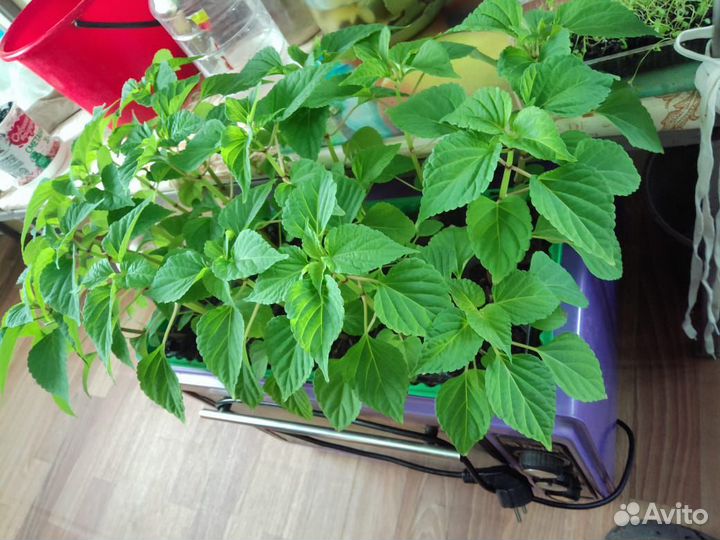 Рассада сальвия