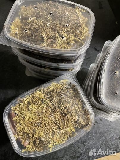 Черви выползки