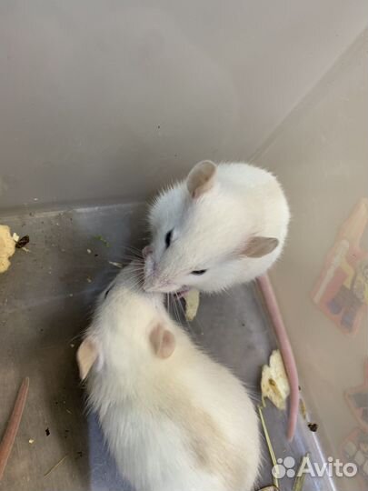 Декоративная крыса