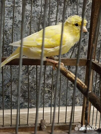 Канарейки