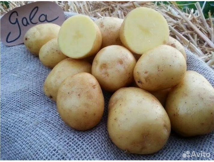 Семенной картофель 