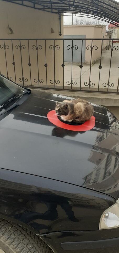 Skoda Octavia: фото владельца