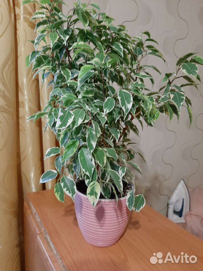 Фикус бенджамина кинки