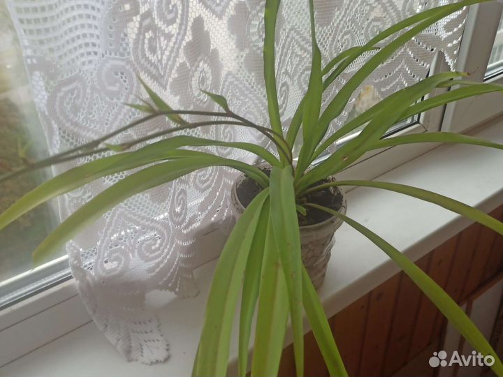 Хлорофитум