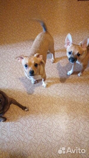 Щенки чихуахуа