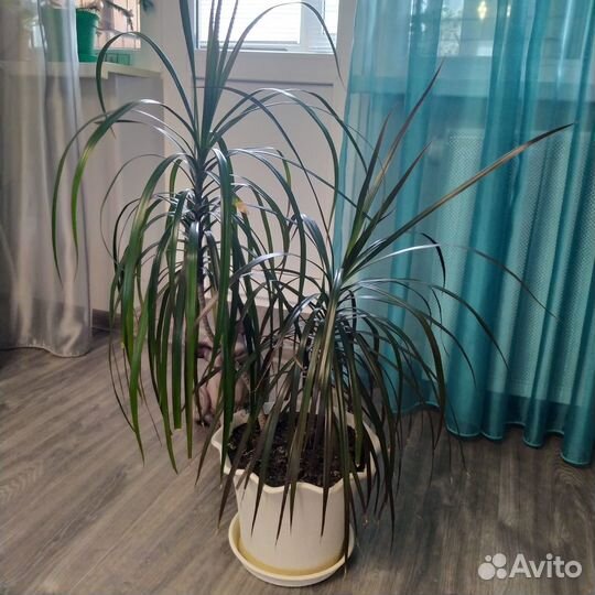 Комнатные цветы драцена