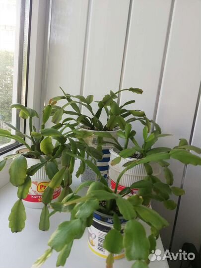 Декабрист шлюмбергера(рождественник)