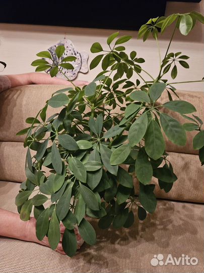 Шеффлера, высота 50 см