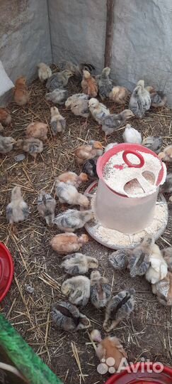 Цыплята суточные