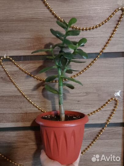 Денежное дерево