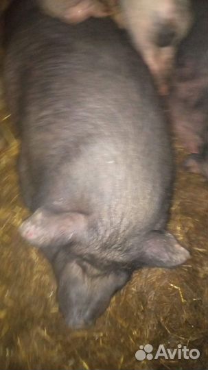 Предлагаются вьетнамские свиньи оптом