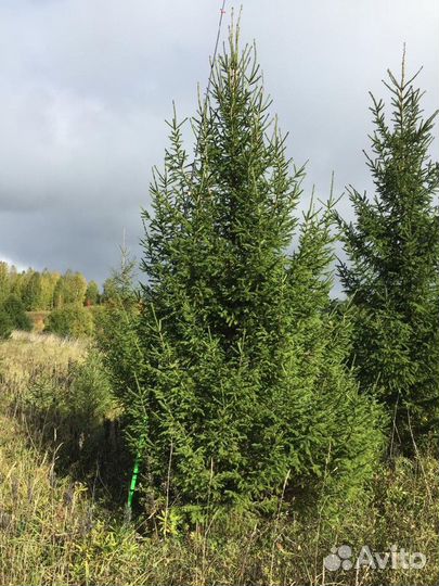 Деревья крупномеры из питомника