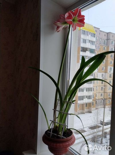 Сансевиерия, лилия