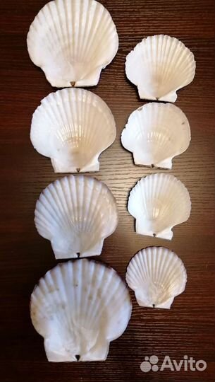 Ракушки морского гребешка