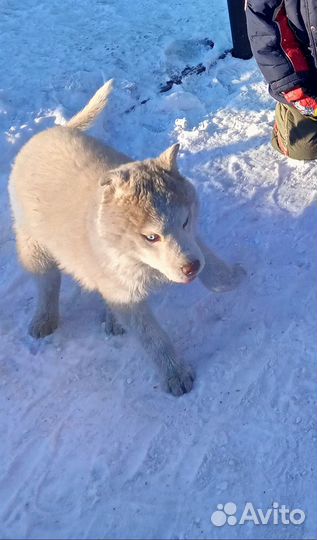 Отдам в добрые руки Хаски мальчик 6мес,зовут Хасан