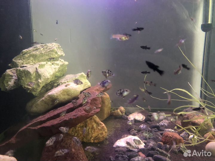 Аквариумные рыбки моллинезия