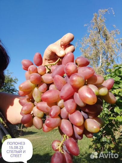 Черенки винограда