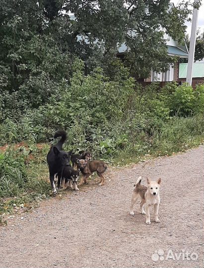 Щенки в добрые руки