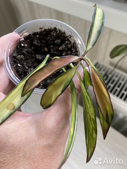 Хойя Kentiana variegata