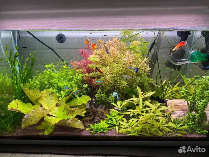 Аквариумный светильник аналог чихирос