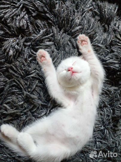 Вислоухая британская котенок девочка