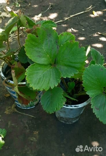 Рассада клубники