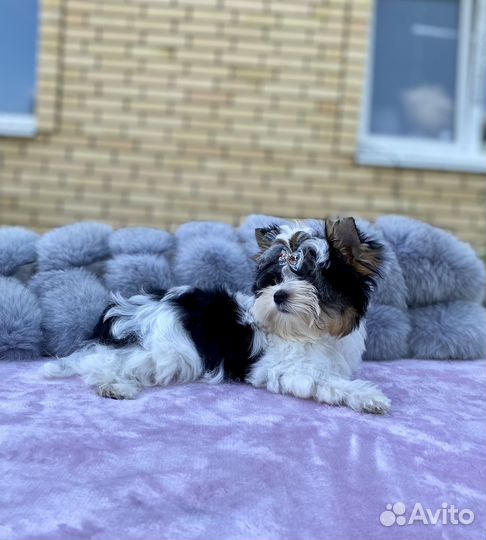 Кукольный мальчик породы Бивер