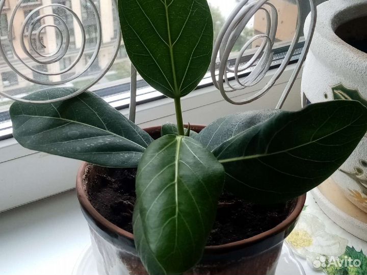 Фикус в керамическом горшке