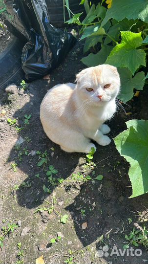 Вислоухий кот