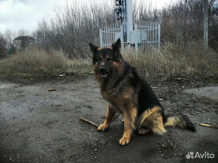 Вязка метис овчарки
