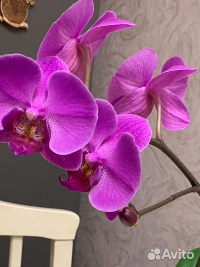 Орхидея фаленопсис
