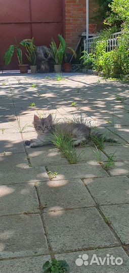 Кошка в дар бесплатно