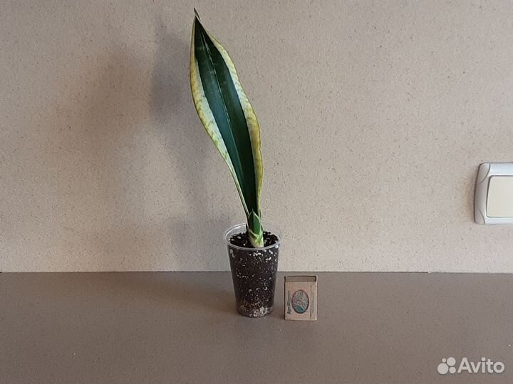 Сортовые сансевиерии