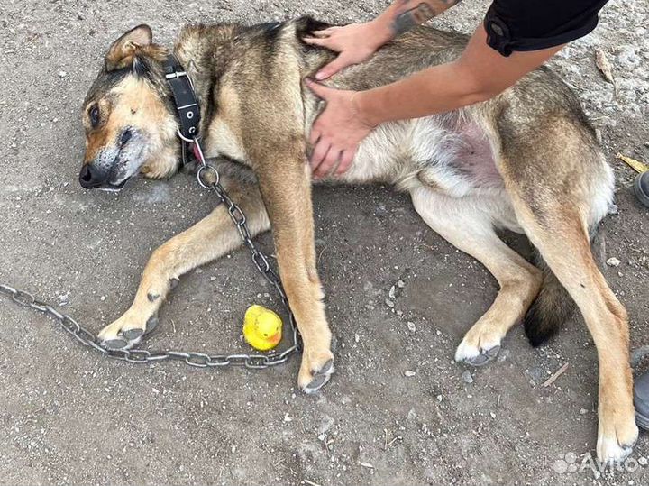 Собака в добрые руки