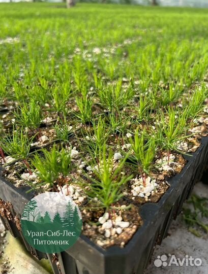 Сеянцы зкс Сосна окс Ель Лиственница Горная