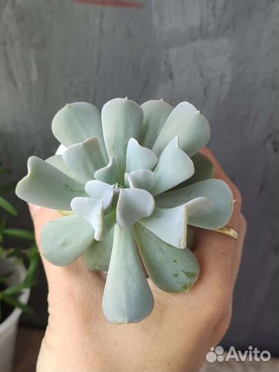 Эхеверия жемчужина и топси турви. Суккуленты