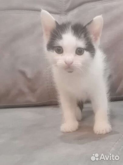 Котик в дар бесплатно