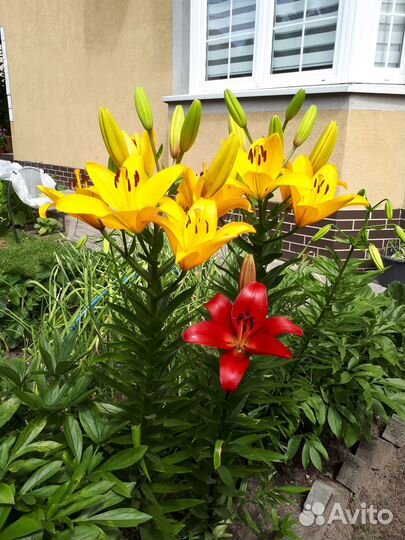 Лилии желтые