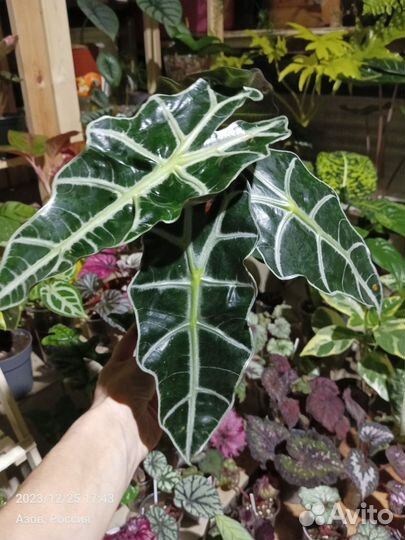 Диффенбахия