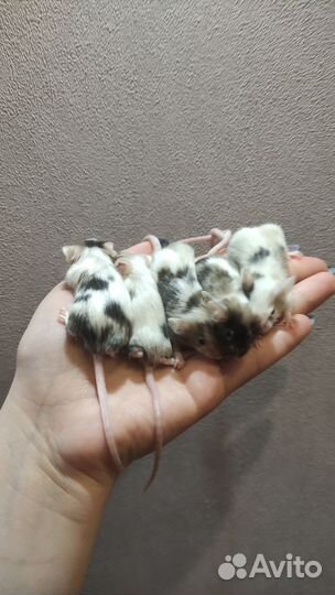 Мышь, мышь декоративная, мыши, мышь домашняя