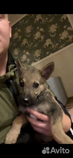 Отдам щенка в добрые руки